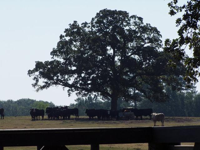 031-Cows.jpg