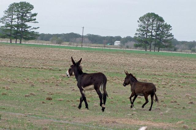Kings-Kowboys-Monaville-11-19-2011-019.JPG
