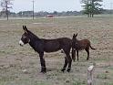 Kings-Kowboys-Monaville-11-19-2011-021
