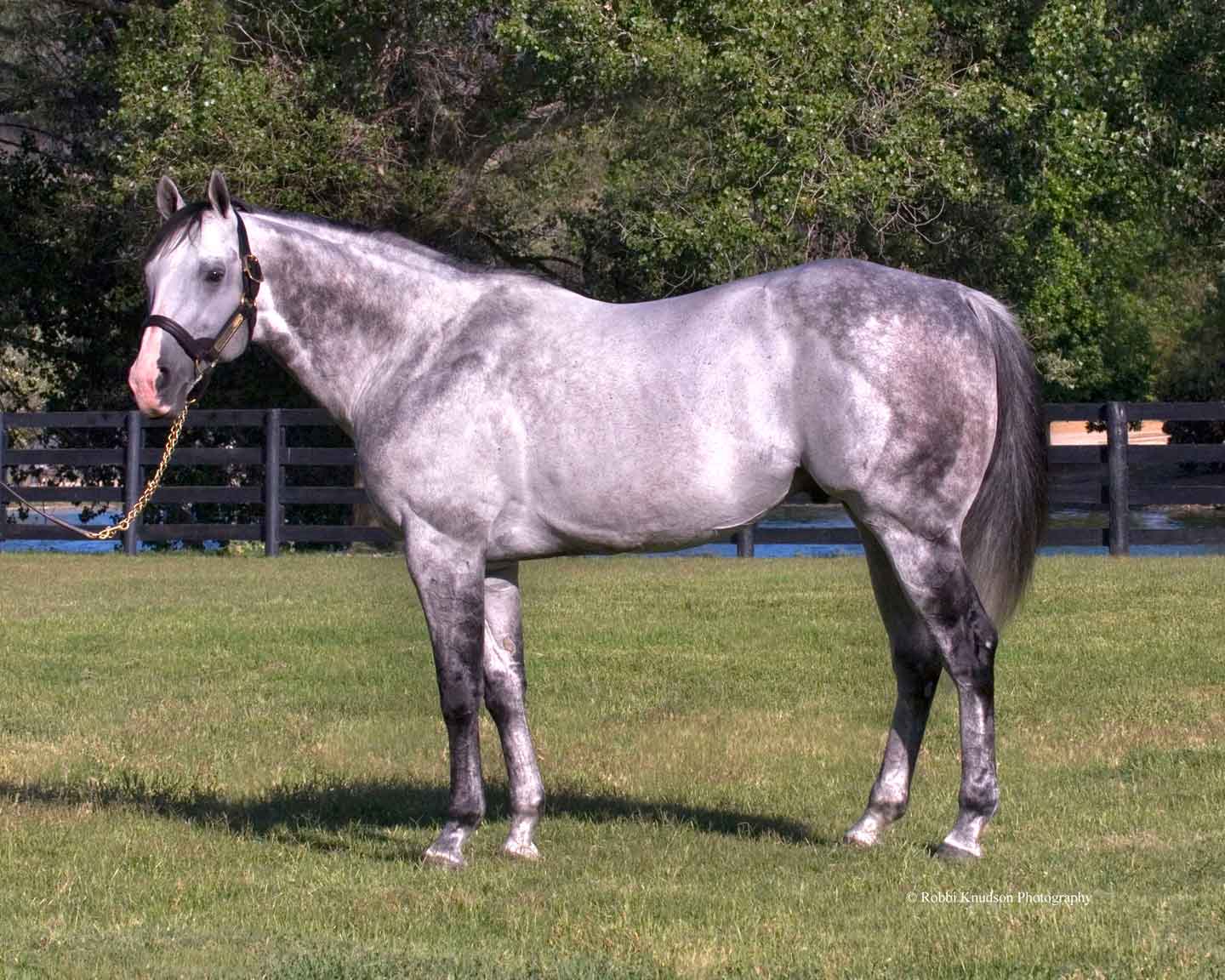 Radar Rescue Horse